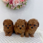 Poodle puppies