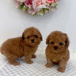 Poodle puppies