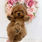 Poodle puppies