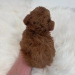 Poodle puppies