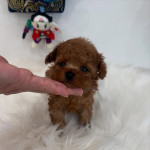 Poodle puppies