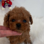 Poodle puppies