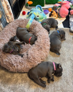 Staffy puppies