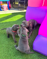 Staffy puppies