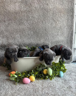 Staffy puppies