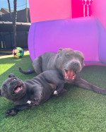 Staffy puppies
