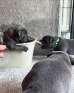 Staffy puppies