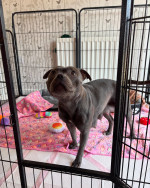 Staffy puppies