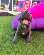 Staffy puppies