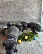 Staffy puppies
