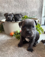 Staffy puppies