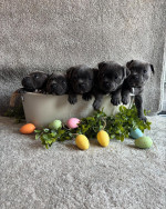 Staffy puppies