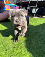 Staffy puppies