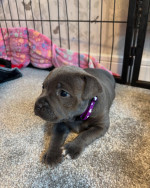 Staffy puppies