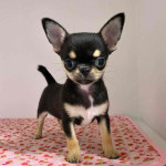 Chihuahua for adoption