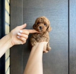 Poodles for sale