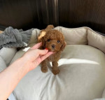 Poodles for sale