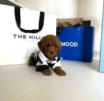 Poodle puppies for sale