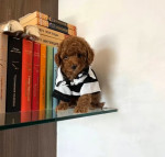 Poodle puppies for sale