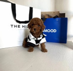 Poodle puppies for sale