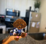 Poodle for sale
