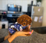 Poodle for sale