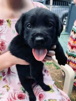 Labrador retriever