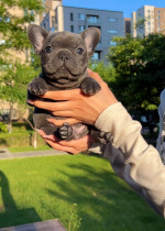 French bulldog Puppies For Adoption