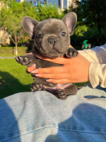 French bulldog Puppies For Adoption