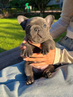 French bulldog Puppies For Adoption