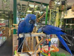 4 Hyacinth Macaw for Sale