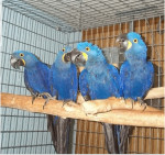 4 Hyacinth Macaw for Sale