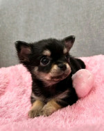 Chihuahua puppies