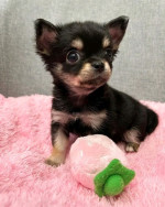 Chihuahua puppies