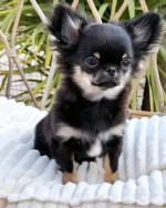 Chihuahua puppies