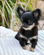 Chihuahua puppies