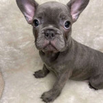 French bulldog