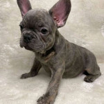 French bulldog