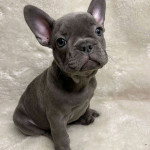French bulldog