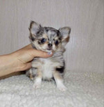 Chihuahua