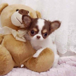 Chihuahuas