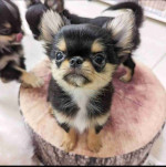 Chihuahua puppy for adoption