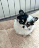 Chihuahua puppy