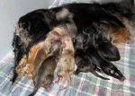 Dachshund puppies for adoption