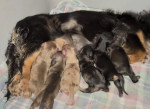 Dachshund puppies for adoption