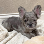 French bulldog
