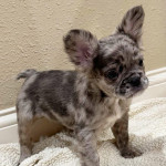 French bulldog