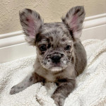 French bulldog