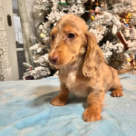 12 weeks old Dachshund puppy for adoption