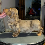 12 weeks old Dachshund puppy for adoption